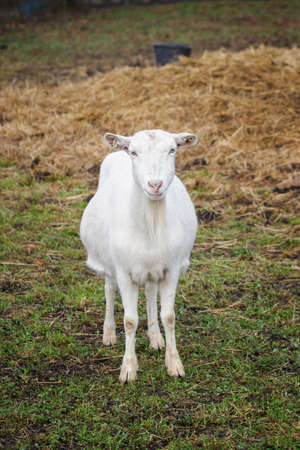 White goat outdoors on in the paddock.の写真素材