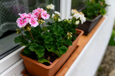 Colorful geranium flowers with green leaves.の写真素材