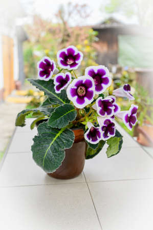 Ornamental purple flowers with white border and green leaves.の写真素材