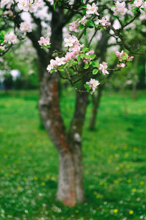 Pinkish flowers of an apple-tree on a twig.の写真素材