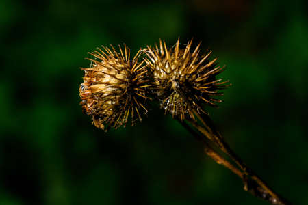 Sea balls with hooks from thistle.