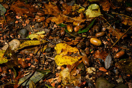 Fallen acorn on leaves after rain.の写真素材