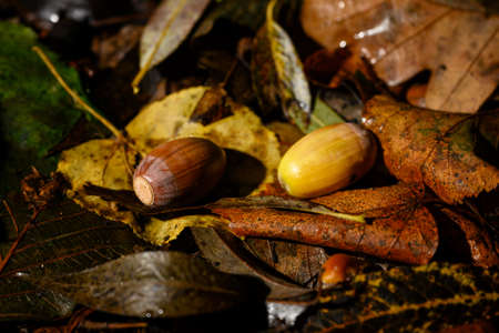 Fallen acorn on leaves after rain.の写真素材