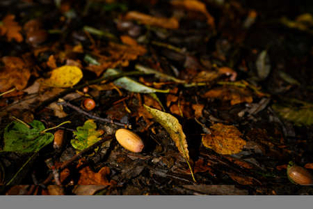 Fallen acorn on leaves after rain.の写真素材