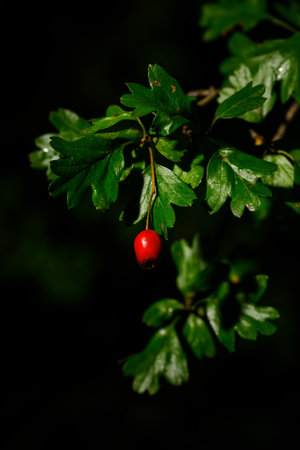 Red rosehip after rain with green leaves.の写真素材