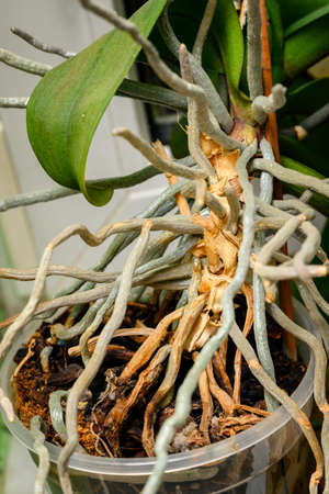 Roots protruding from a flowerpot near an orchid.の写真素材