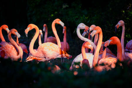 Phoenicopterus ruber - A flock of flamingos in detail.の写真素材