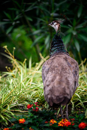 Pavo cristatus - Female peacock outdoors.の写真素材