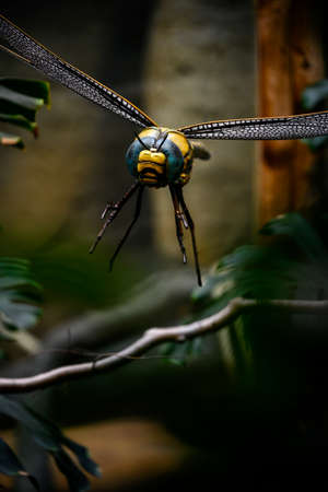 Plastic large figurine of a prehistoric dragonfly.