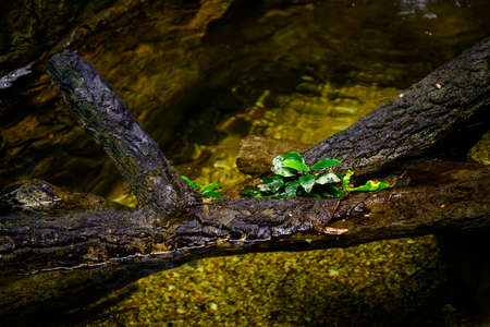 Plant with green leaves on a tree trunk above the water.の写真素材