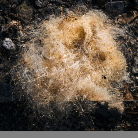 Reed seeds on the ground.の写真素材