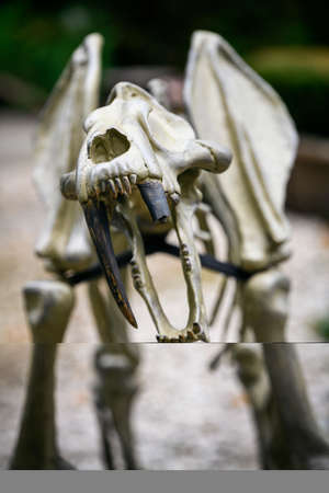 Skeleton of a prehistoric saber-toothed tiger with a broken tooth.