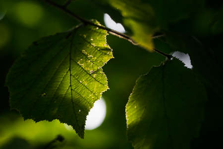 Green hazel leaf illuminated by sunlight.