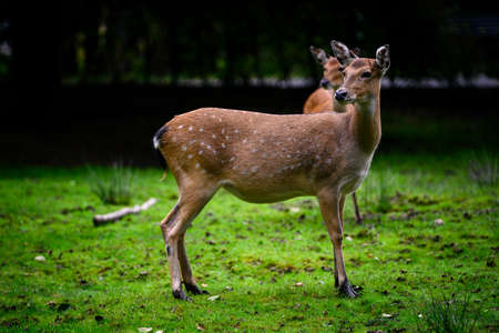 Cervus canadensis - female siberian elk.の写真素材