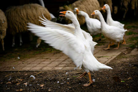 Anser - goose flutters its wings on a farm.の写真素材