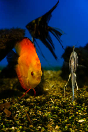 Diskus - Big orange fish plate shape.の写真素材