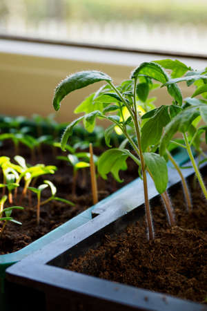 Young green seedlings of tomatoes in a box.