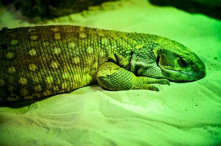Varanus - reptile lizard monitor lizard in detail.