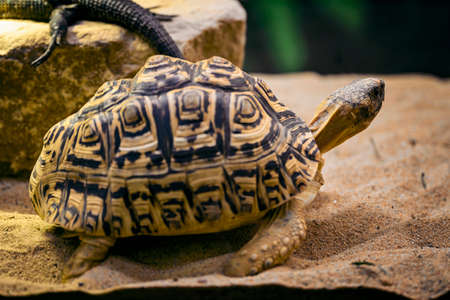 Stigmochelys pardalis - leopard tortoise in a terrarium.