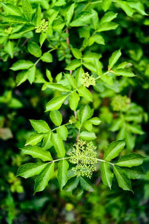Buds on a branch of elderberry with leaves.の写真素材