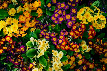Colorful spring flowers primrose spring flowers.
