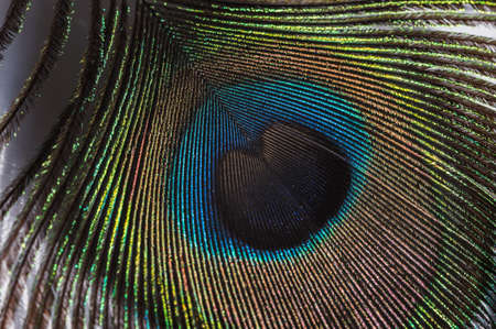 Detail of a piece of feather from a male peacock.