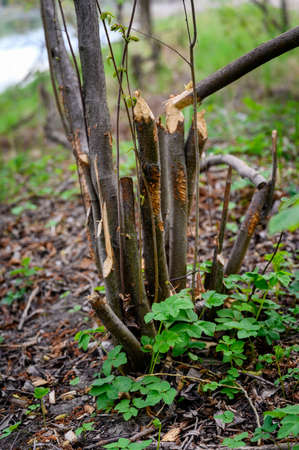 Bite trunk from a beaver outdoors in nature.