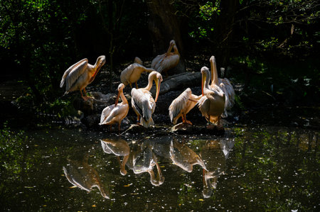 Pelicans resting by the lake.の写真素材