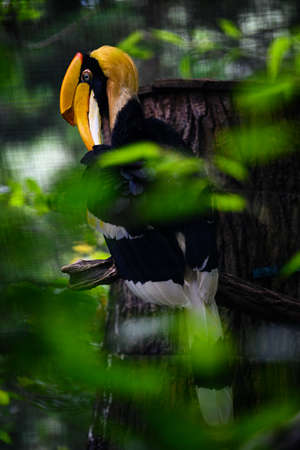 Buceros bicornis - Yellow-billed hornbill in an aviary on a branch.