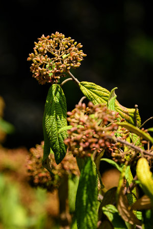 Flower buds on an ornamental shrub outdoors in the park.