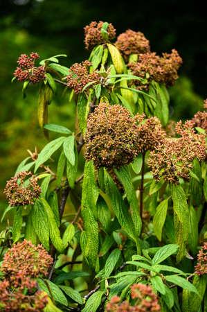 Flower buds on an ornamental shrub outdoors in the park.の写真素材