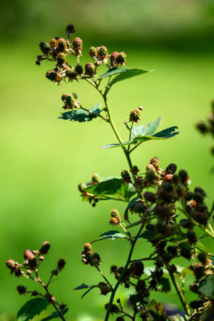 Unripe blackberry fruits outdoors on a plant.