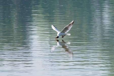 Chroicocephalus ridibundus - a seagull flying low above the water.の写真素材