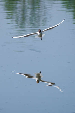 Chroicocephalus ridibundus - a seagull flying low above the water.