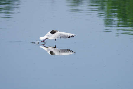 Chroicocephalus ridibundus - a seagull flying low above the water.