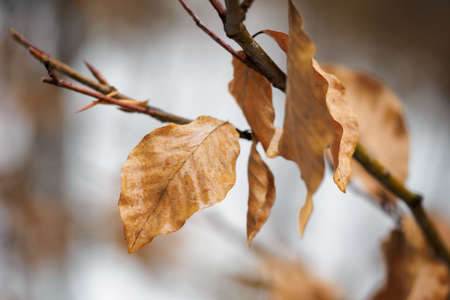 Dry beech leaves on a twig.の写真素材