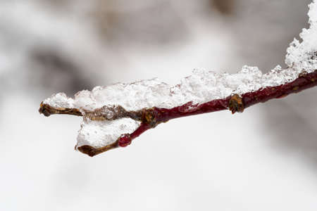Icing on a twig in winter.の写真素材
