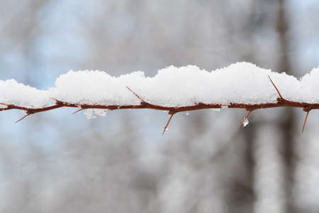 Snow on a branch with thorns of an ornamental shrub.の写真素材