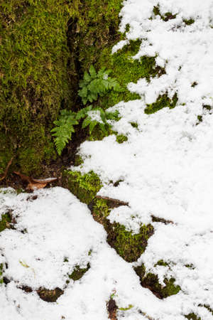 Green leaves of fern with snow.の写真素材