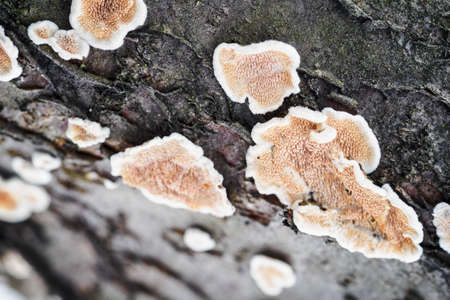 Mushroom growing on a tree trunk.の写真素材