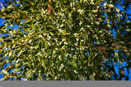 Mistletoe with balls on a tree in nature.の写真素材