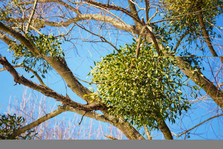 Mistletoe with balls on a tree in nature.の写真素材