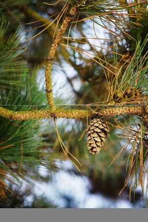 Pine cone on a tree.