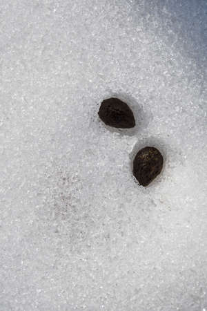 Two rabbit bay leaves in the snow.の写真素材