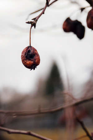 Small rotting apples on a tree in winter.の写真素材