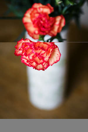 Pink carnation flowers and white vase.の写真素材