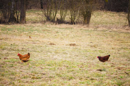 Three hens outdoors on dry grass near the forest.の写真素材