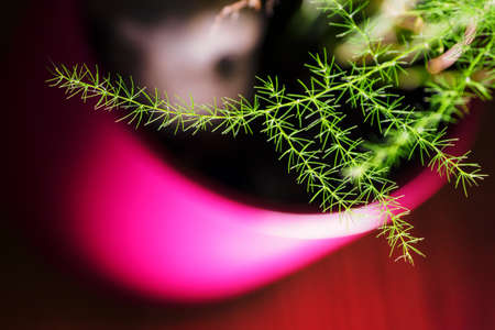 Tiny petals of an asparagus plant in a pink pot.の写真素材