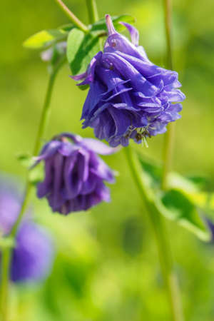 A multi-leaf ornamental eagle colored blue on a plant.の写真素材