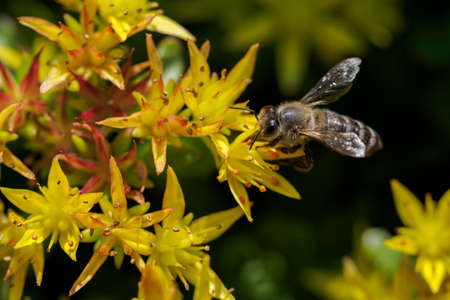 A bee on a yellow walker flower.